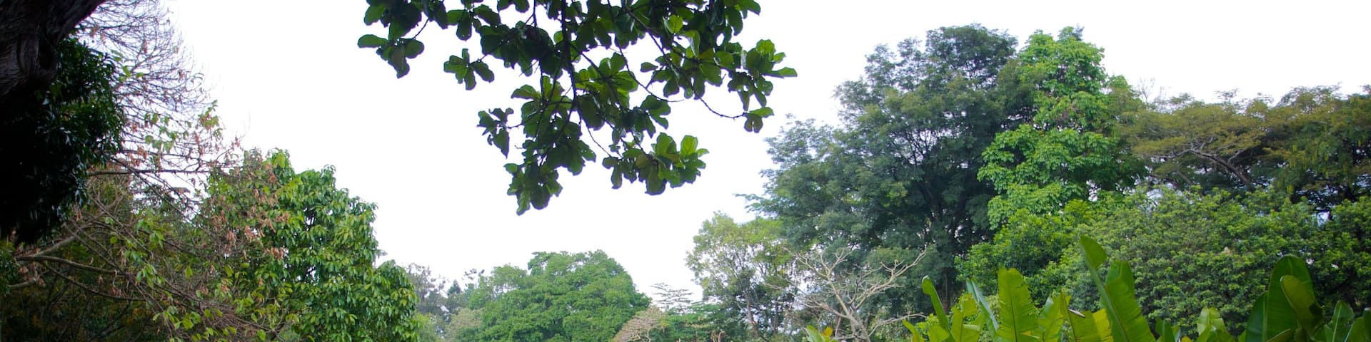 Joaquin Antonio Uribe Botanical Garden featuring a garden