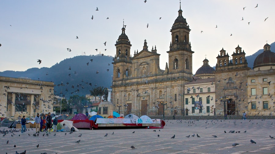 Primada Cathedral which includes bird life, a city and heritage architecture