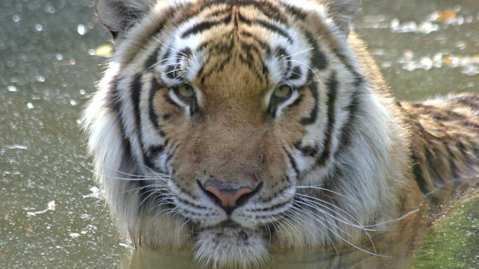 Greensboro mostrando animales del zoo y animales peligrosos