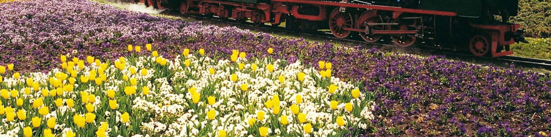 Killesberg Park showing flowers, railway items and a park