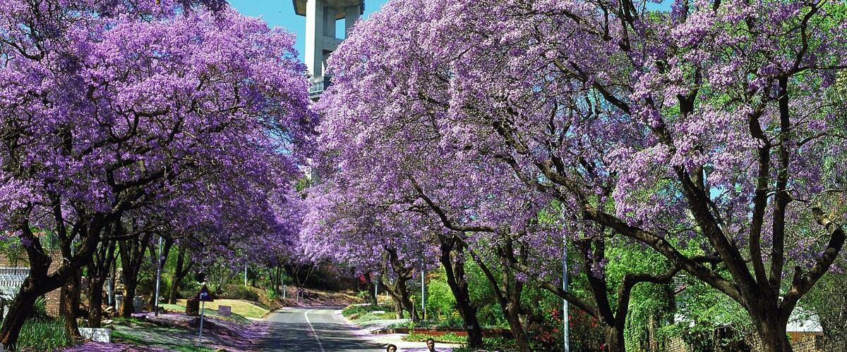 Pretoria johon kuuluu katunäkymät ja puutarha sekä pari
