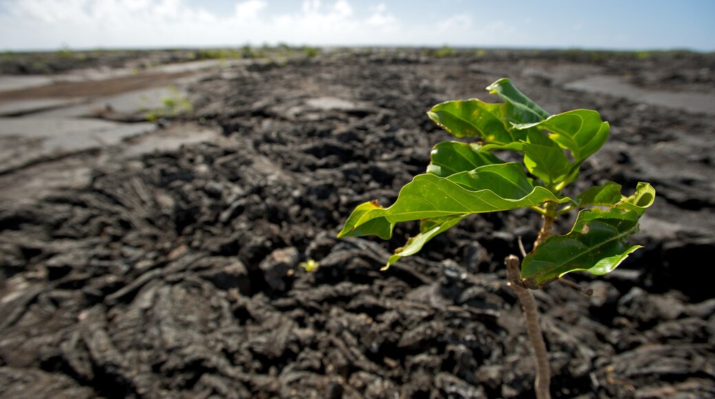 Saleaula Lava Field featuring tranquil scenes