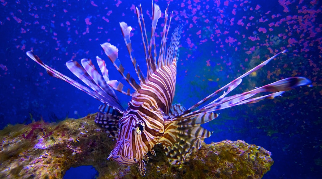 潘內坎珊瑚礁州立公園 设有 海洋生物