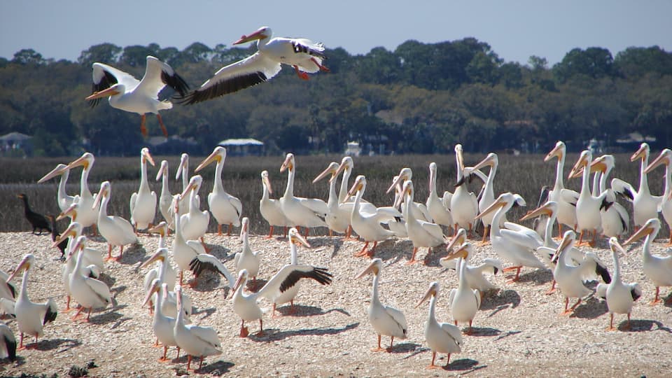 Jacksonville das einen See oder Wasserstelle und Vögel