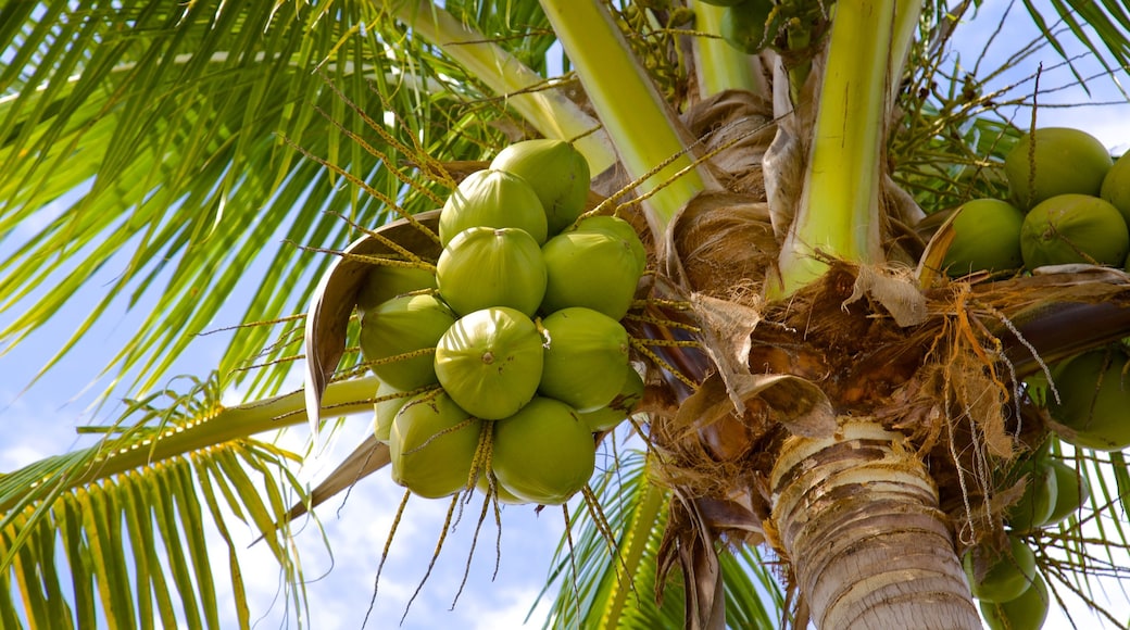 Naples showing tropical scenes