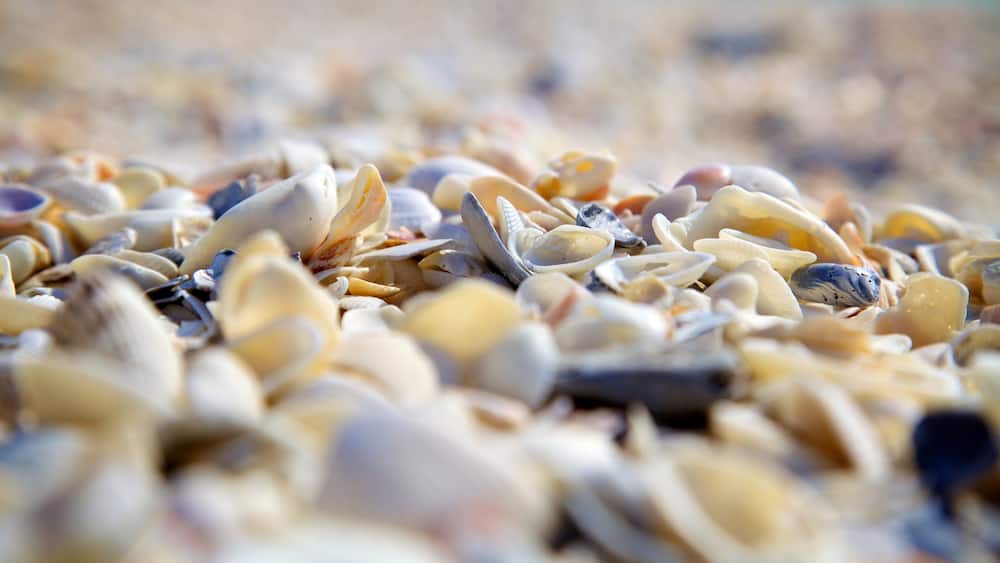 Barefoot Beach mettant en vedette vues littorales