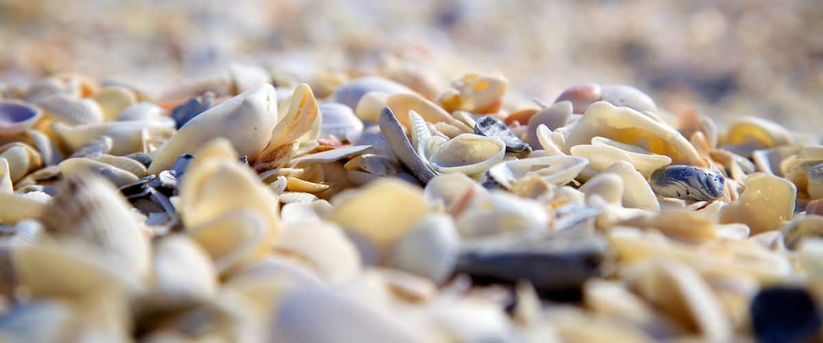 Barefoot Beach mettant en vedette vues littorales