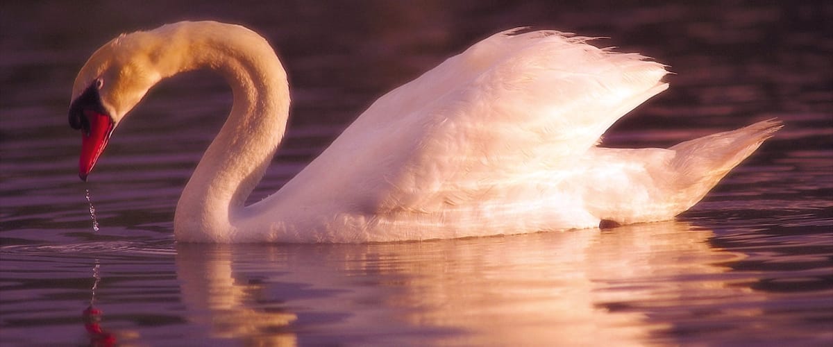 Lakeland - Winter Haven mostrando vida de las aves