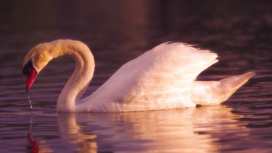 Lakeland - Winter Haven mostrando vida de las aves