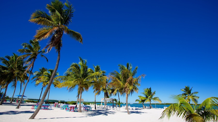 Islamorada som visar en sandstrand och tropisk natur