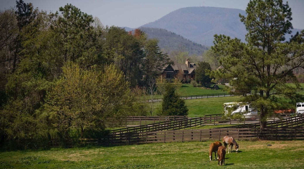 Foto proporcionada por Visit Spartanburg