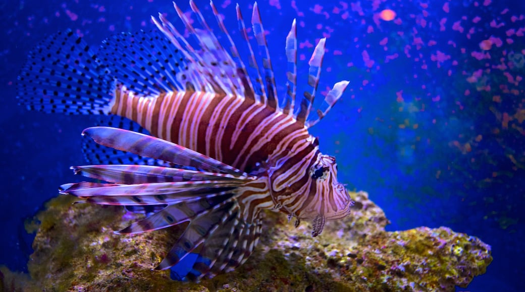 Vườn Tiểu bang John Pennekamp Coral Reef trong đó bao gồm đời sống đại dương