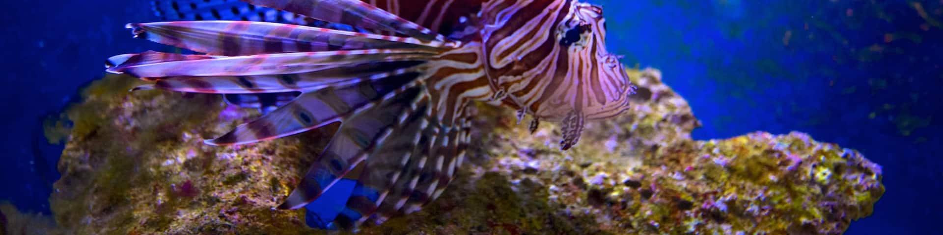 John Pennekamp Coral Reef State Park showing marine life
