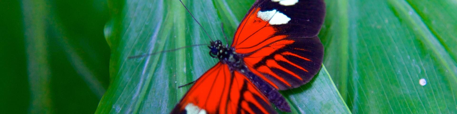 Key West Butterfly and Nature Conservatory which includes animals and zoo animals