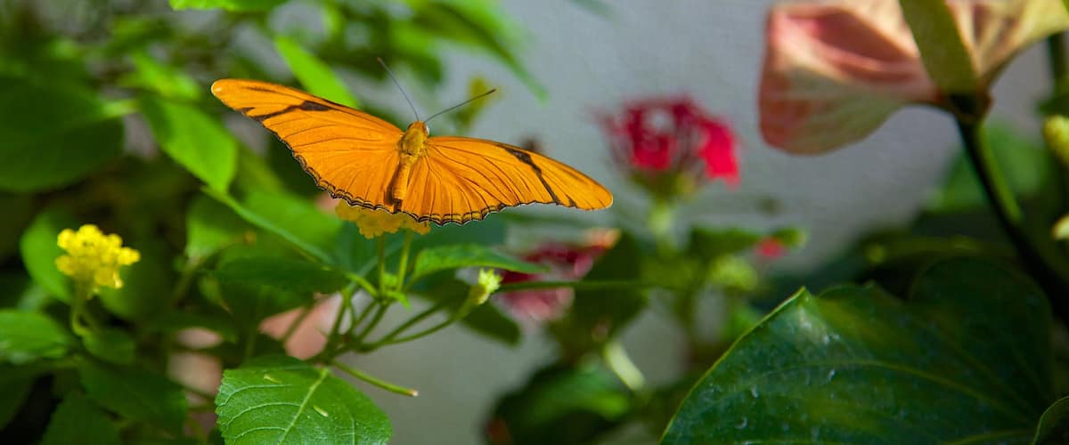 Key West Butterfly and Nature Conservatory featuring zoo animals, animals and flowers