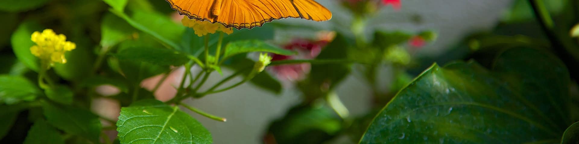 Key West Butterfly and Nature Conservatory featuring flowers, zoo animals and animals