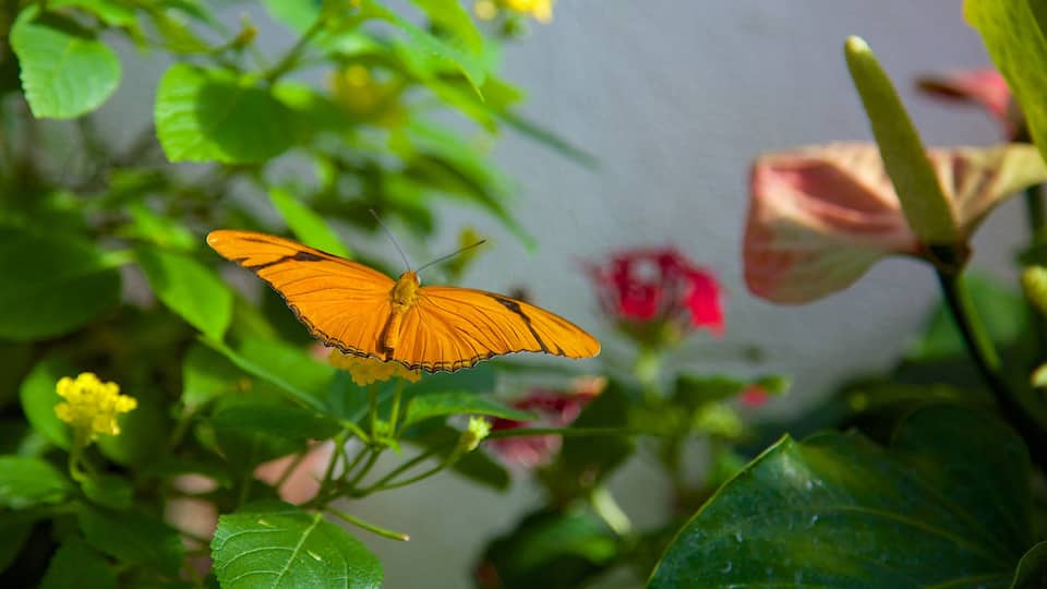 Key West Butterfly and Nature Conservatory featuring flowers, animals and zoo animals