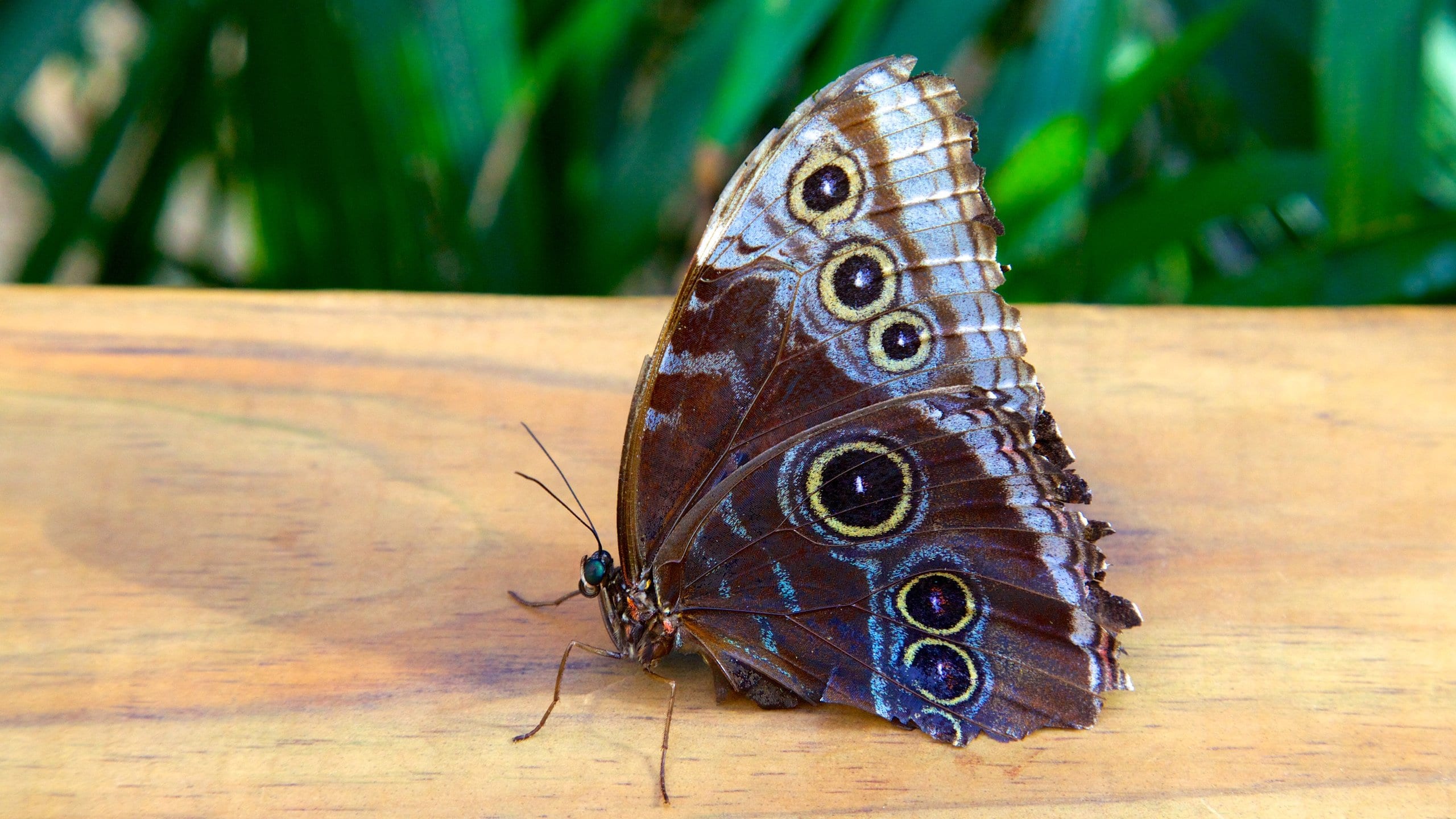 Visit Key West Butterfly and Nature Conservatory in Key West Expedia