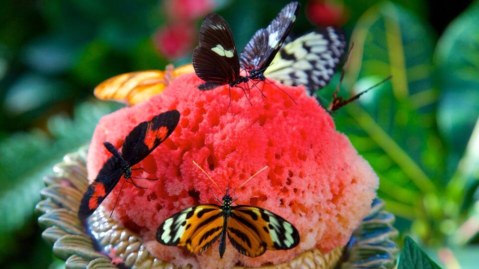 Key West Butterfly and Nature Conservatory showing zoo animals, animals and flowers