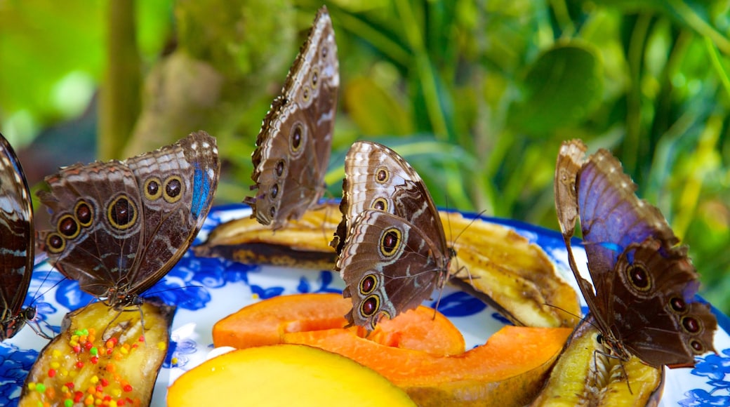 Centro de Conservación de las Mariposas y la Naturaleza de Cayo Hueso ofreciendo animales, animales del zoo y comida