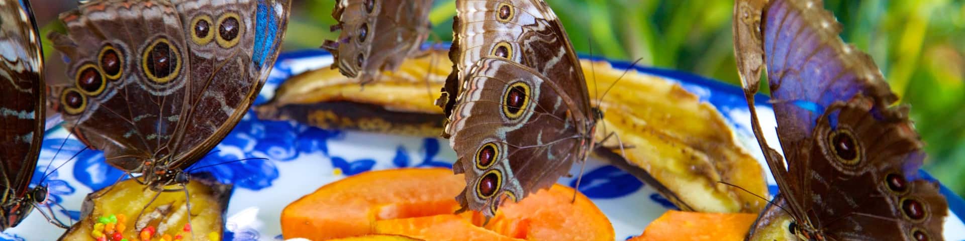 Key West Butterfly and Nature Conservatory showing animals, zoo animals and food