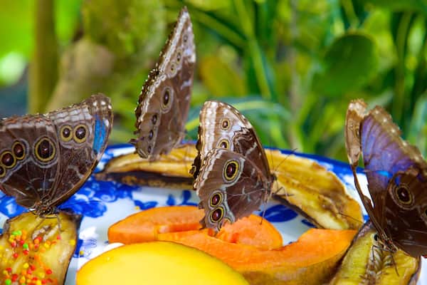 Key West Butterfly and Nature Conservatory showing animals, food and zoo animals