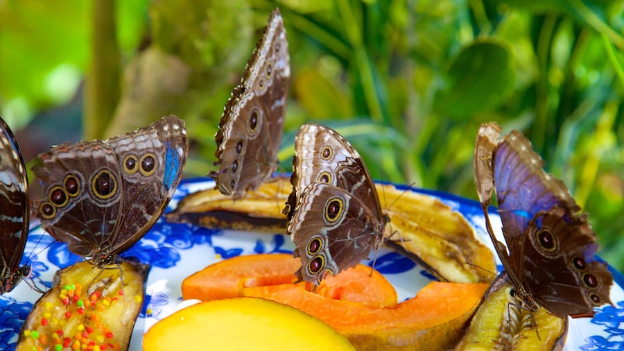 Key West Butterfly and Nature Conservatory showing animals, food and zoo animals