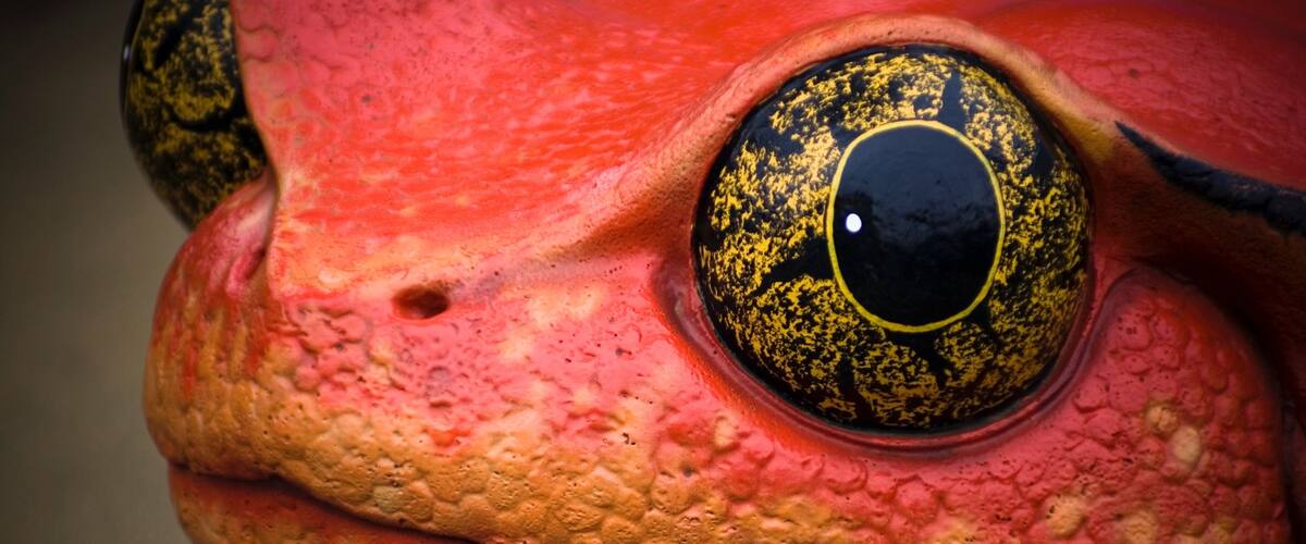 Oakland Zoo which includes zoo animals and animals