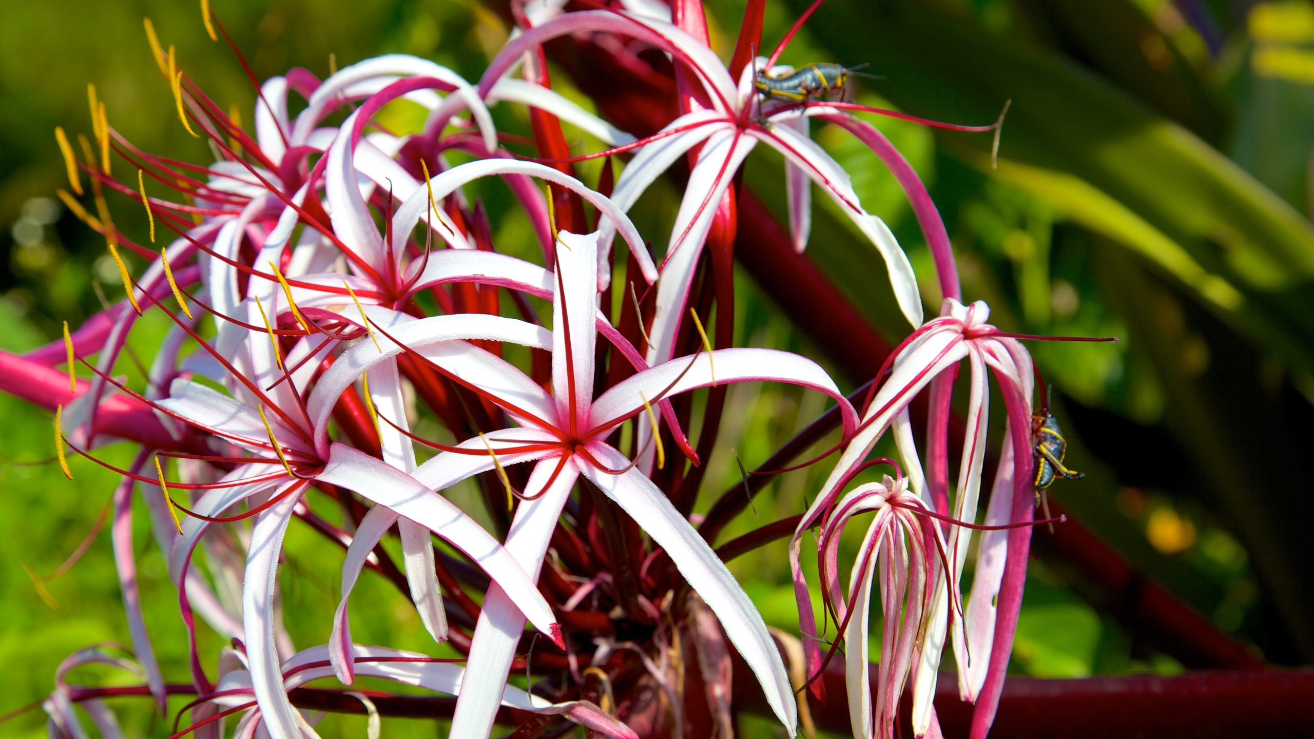 Naples Botanical Garden which includes flowers and a park