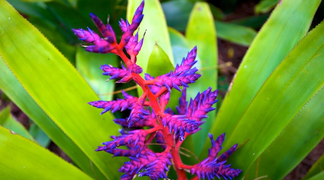 Naples Botanical Garden presenterar blommor och en trädgård