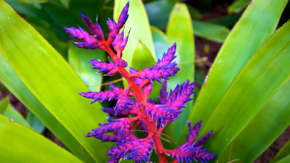 Naples Botanical Garden featuring flowers and a garden