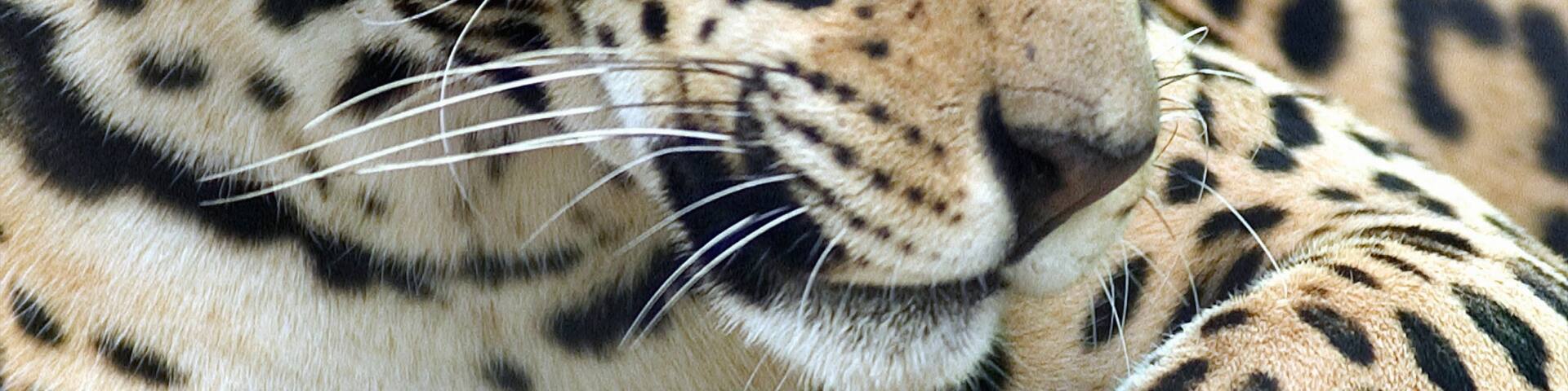 Jacksonville Zoo and Gardens which includes dangerous animals and zoo animals