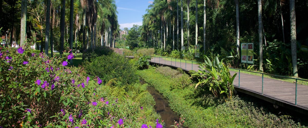 Sao Paulo Botanical Garden showing a park