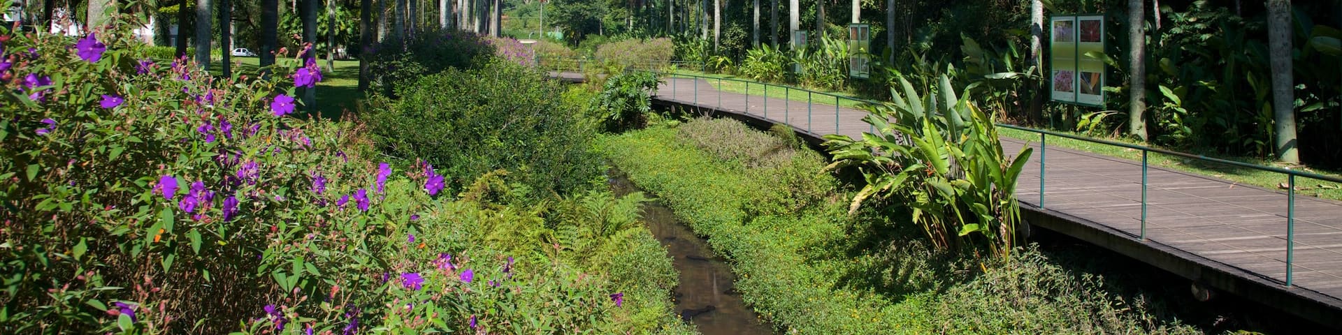 Sao Paulo Botanical Garden showing a garden