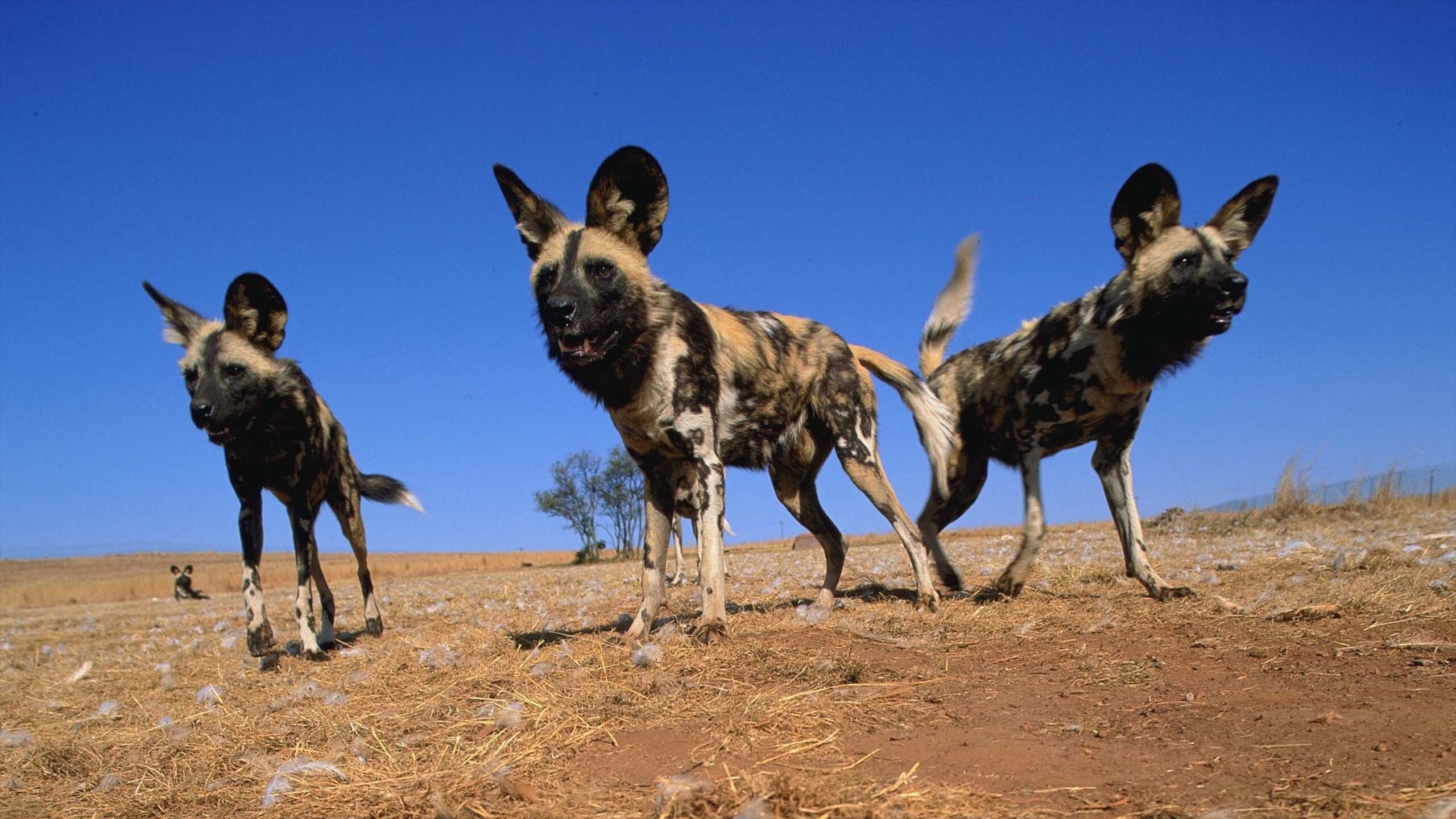 Visit Johannesburg Best of Johannesburg Tourism Expedia Travel Guide