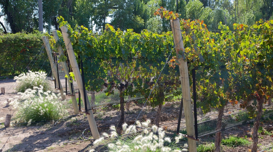 Bodega Lagarde que incluye granja