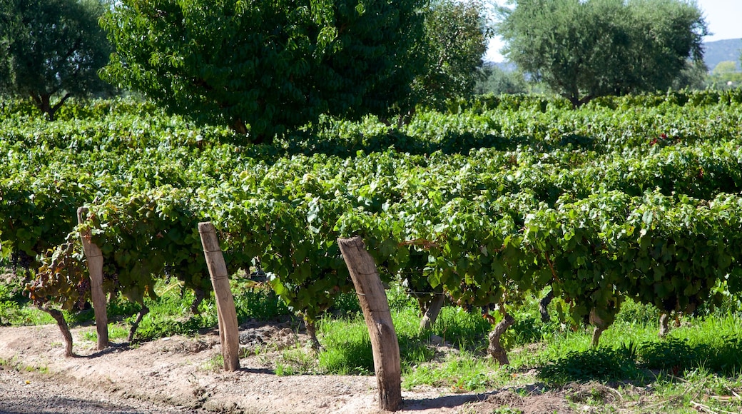 Lagarde Winery showing farmland