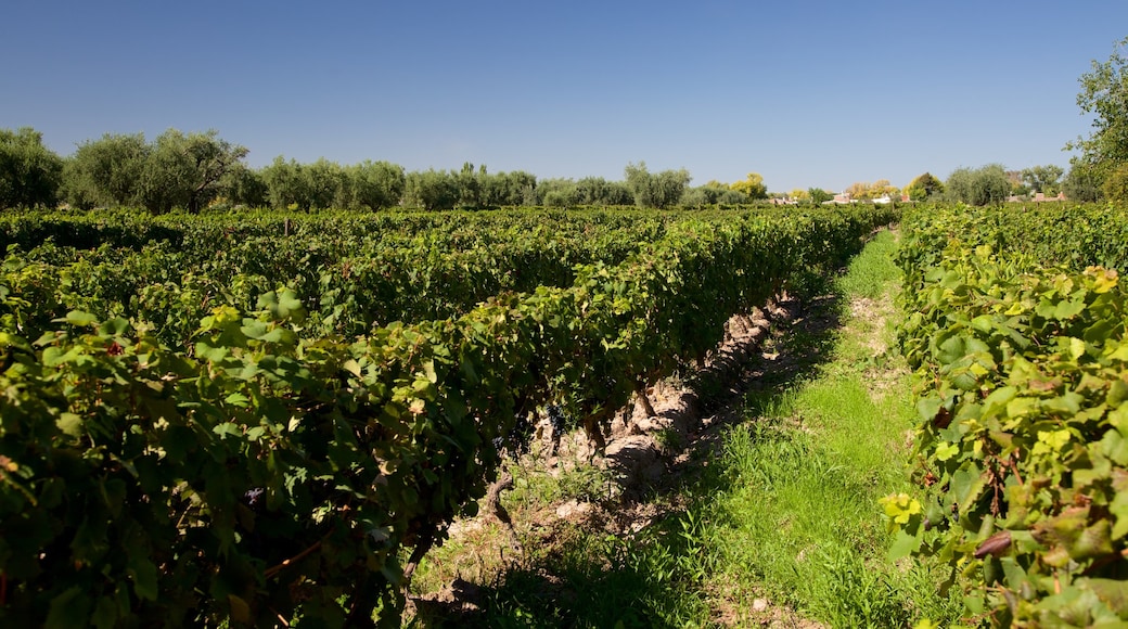 Lagarde Winery showing farmland