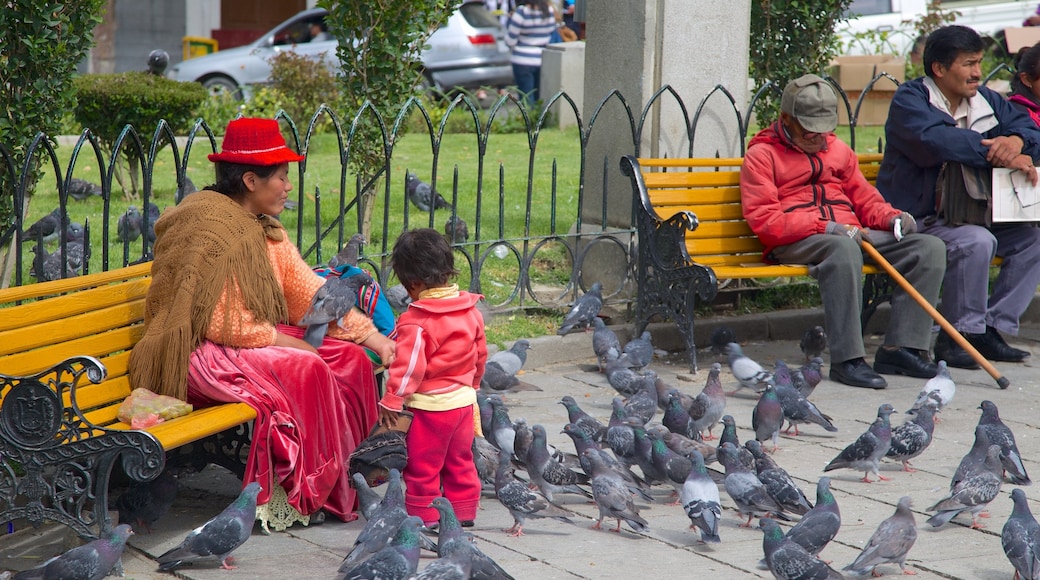 Plaza Murillo mostrando vida de las aves y también un pequeño grupo de personas