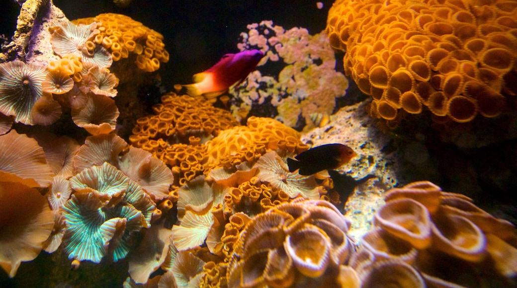 Key West Aquarium showing marine life