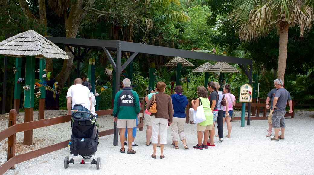 Sarasota Jungle Gardens cosi come un grande gruppo di persone