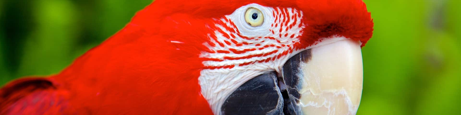 Sarasota Jungle Gardens which includes bird life