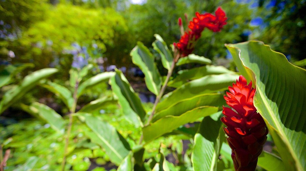 Công viên Parc Bougainville cho thấy hoa