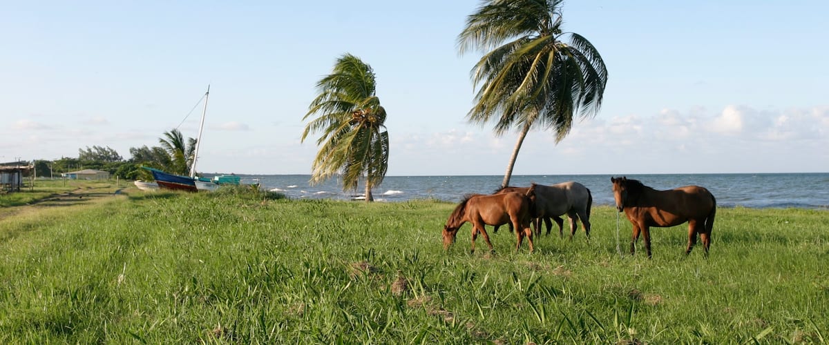 Dangriga showing general coastal views and land animals