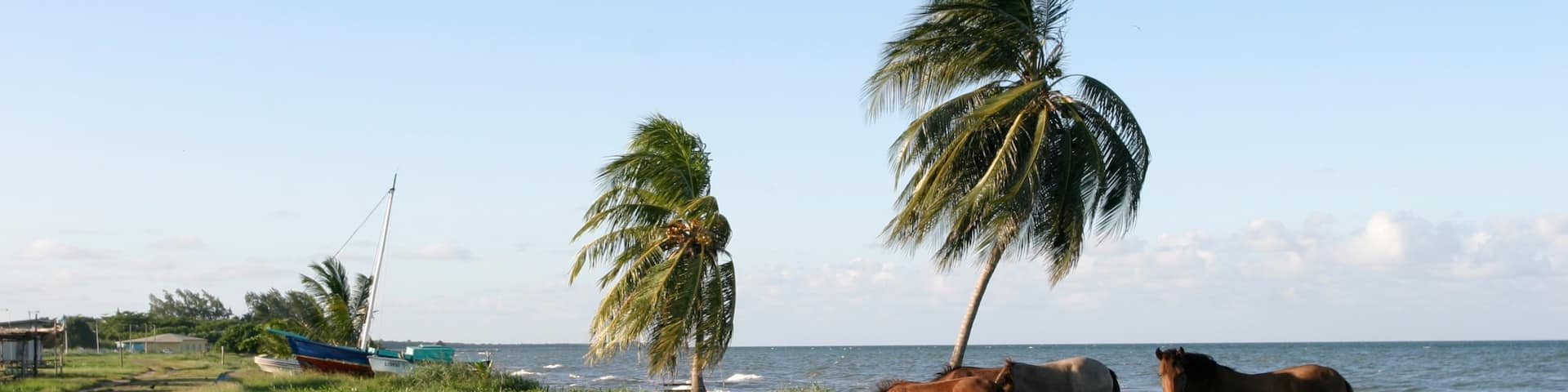 Dangriga showing general coastal views and land animals