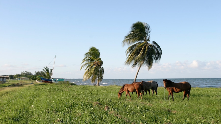 Dangriga trong đó bao gồm động vật trên can và cảnh bờ biển