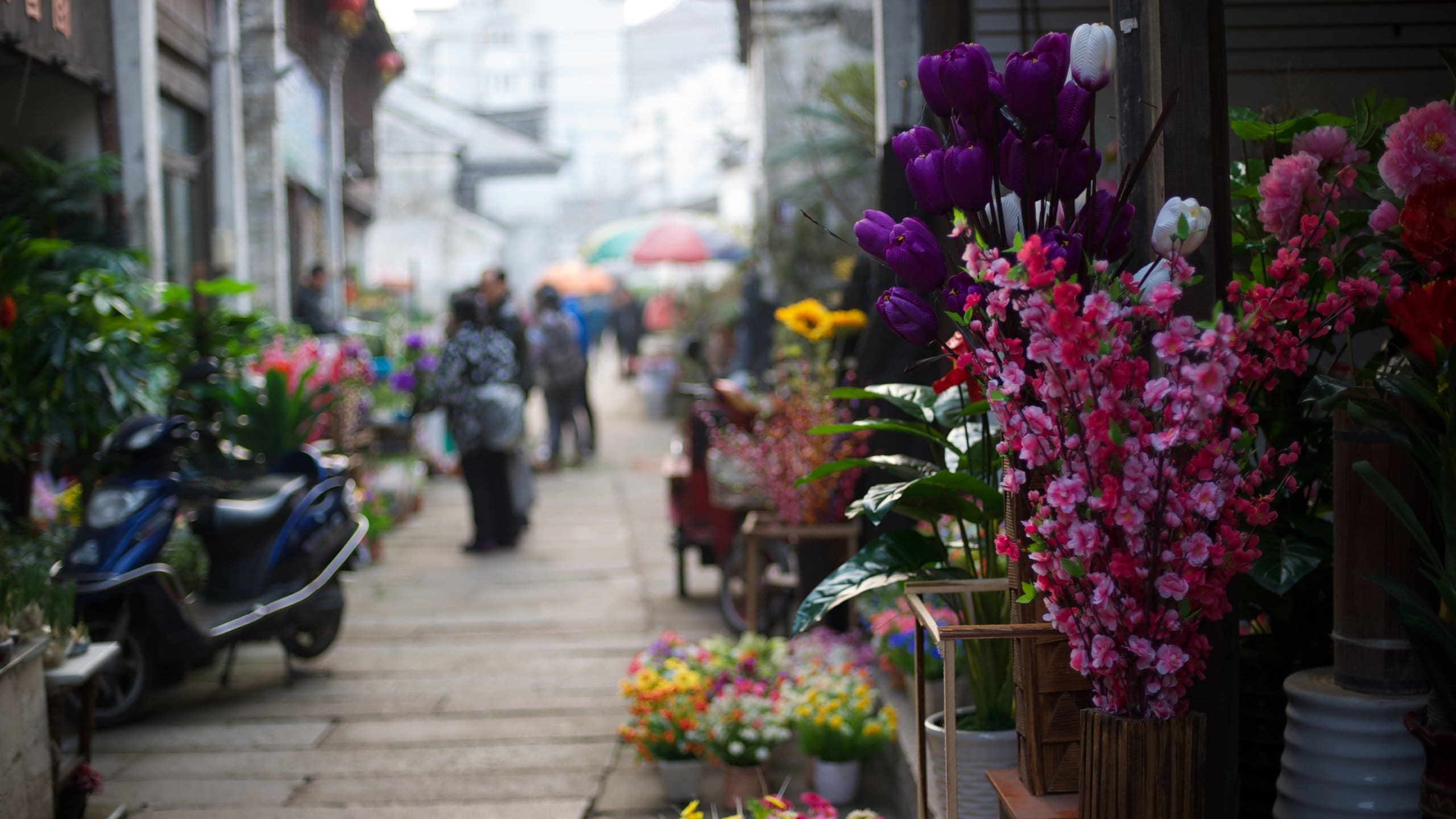 Jiaxing featuring flowers