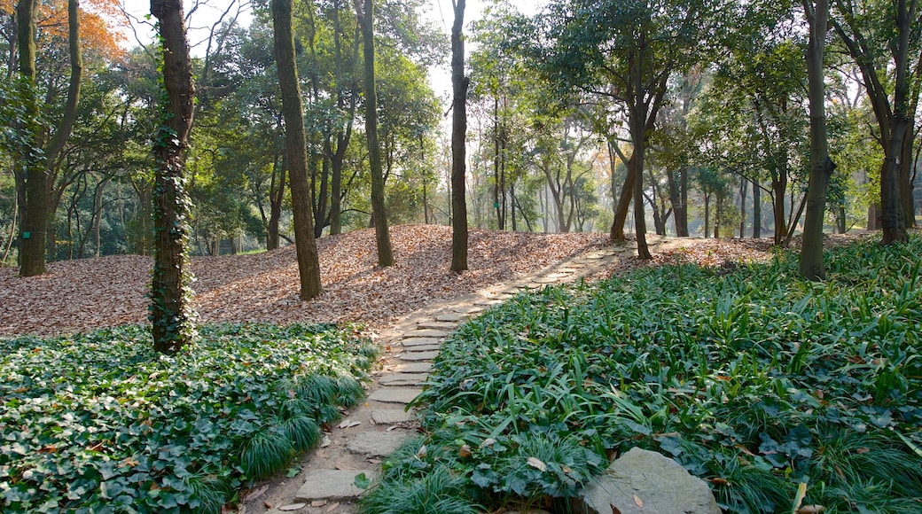 Jardín Botánico de Hangzhou mostrando bosques y un jardín