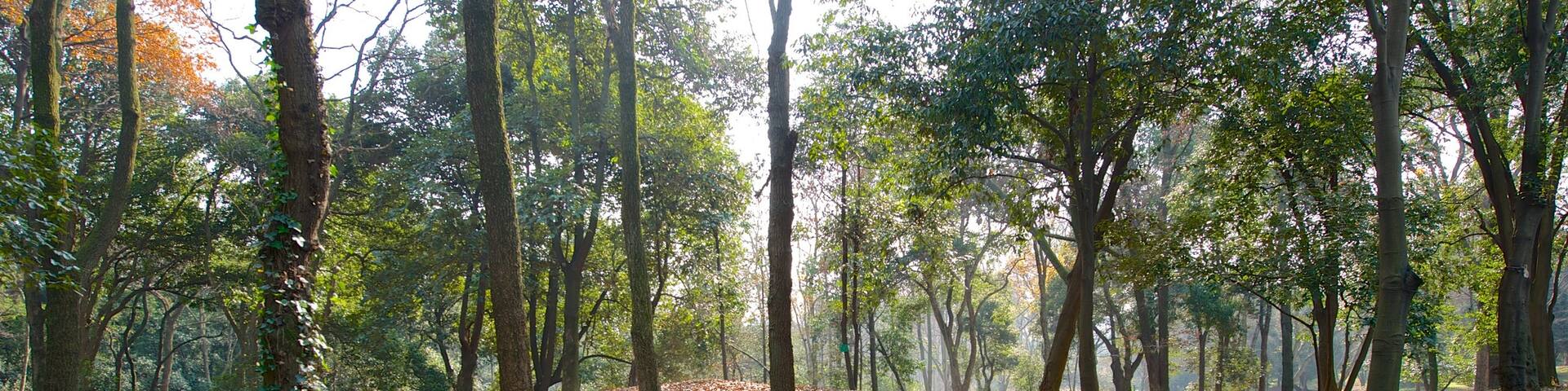 Hangzhou Botanical Garden which includes a garden and forests