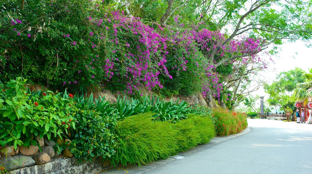 Luhuitou Park showing a park and flowers